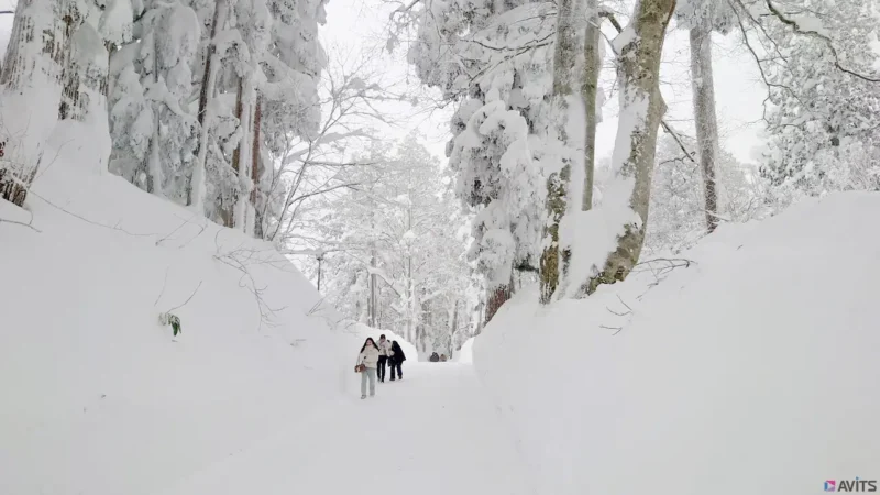 尋常ではない積雪にもかかわらず、絶えず訪れる参拝客。